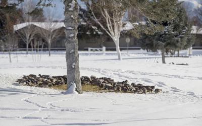 210218-newslocal-birdfood 01.jpg