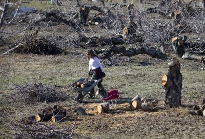 200213-newslocal-trees 01.jpg