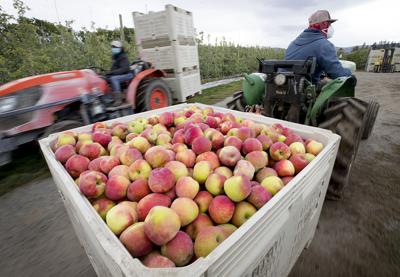 Washington Expects Record 2023 Organic Apple Crop