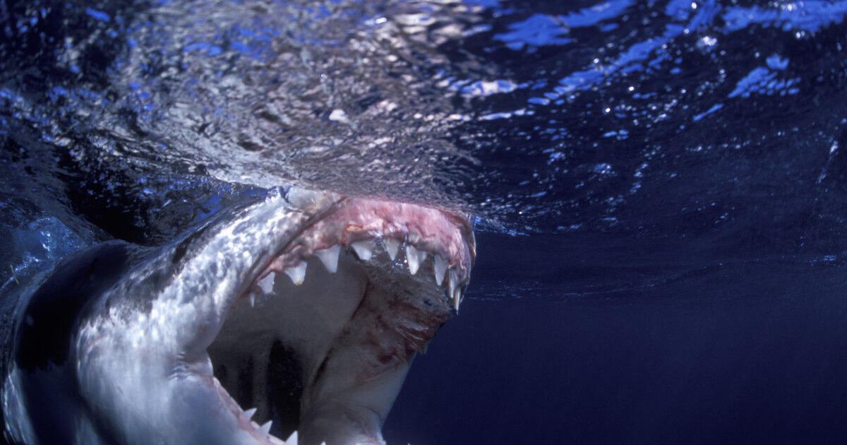 Teen Dead After ‘Serious Shark Bite’ at Popular Beach