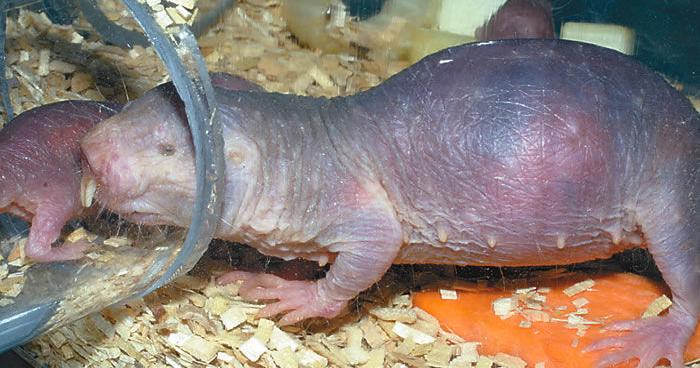 Naked Mole Rat No Just A Hairless Gopher Local News Wenatcheeworld Com Naked Mole Rat No Just A Hairless Gopher Local News Wenatcheeworld Com