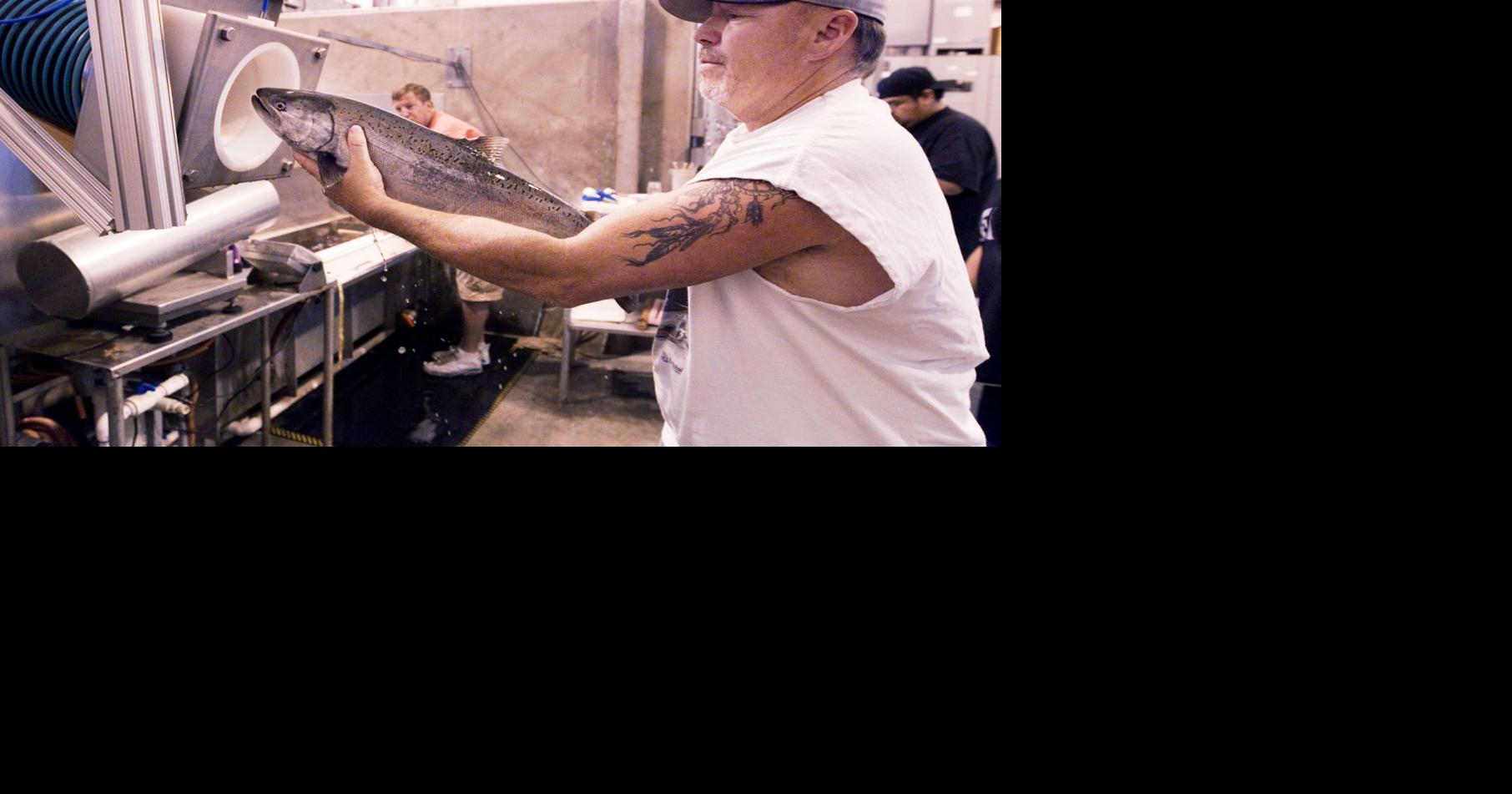 Whooshh! Fish suction tube showing early success Outdoors