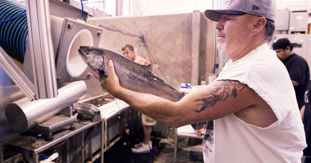 Whooshh! Fish suction tube showing early success | Outdoors ...