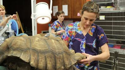 Dr K Exotic Animal Vet Goes Prime Time This Fall Lifestyles Wenatcheeworld Com