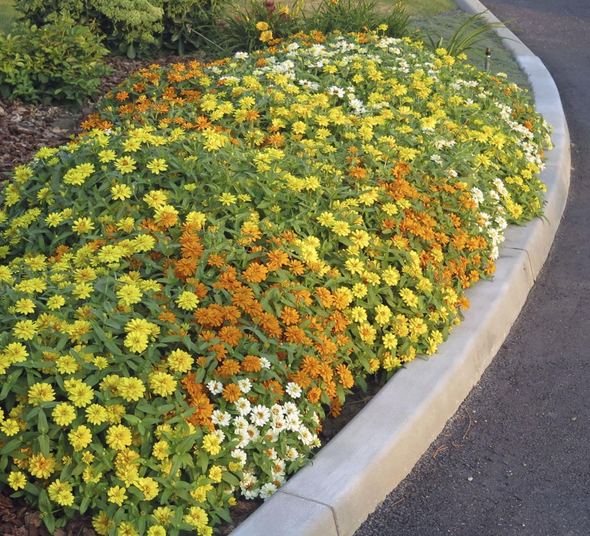 In The Garden Seed Catalogs Can Serve As A Gardener S Winter Inspiration Local News Wenatcheeworld Com