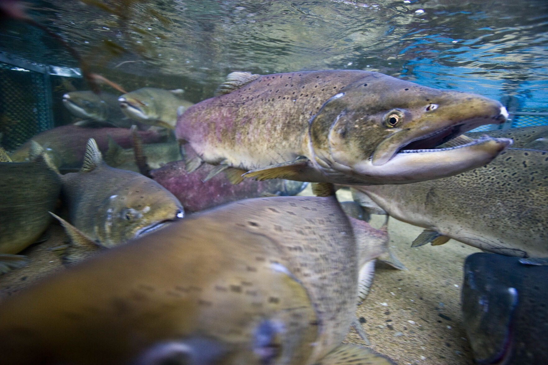 The Federal Government Is Finally Increasing Funding For Salmon ...