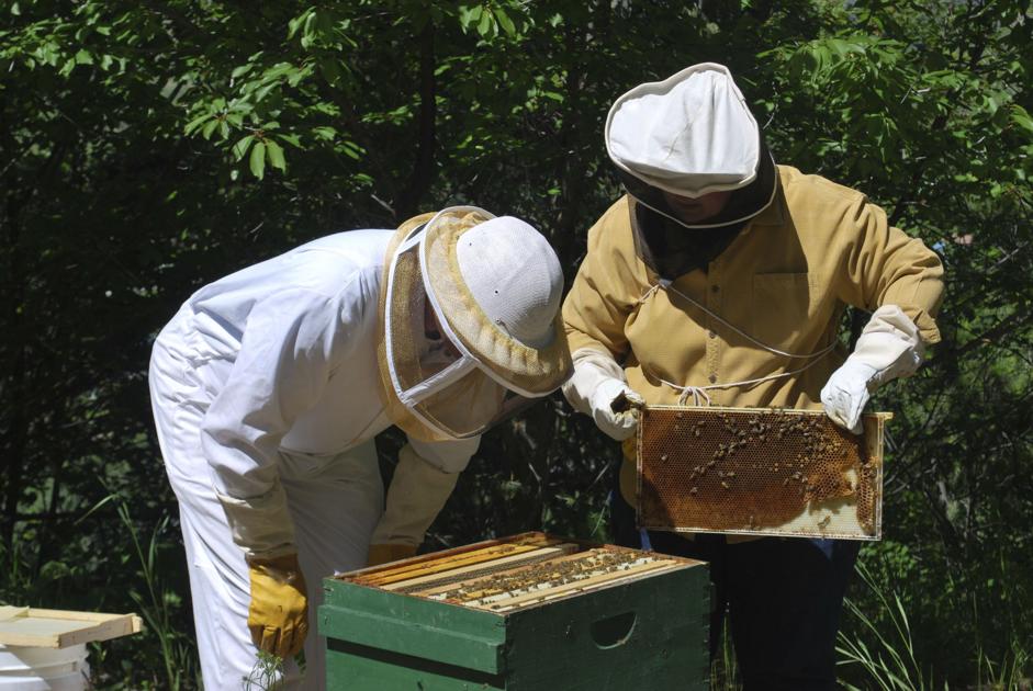 City Close To Approving Rules For Urban Beekeeping Local News