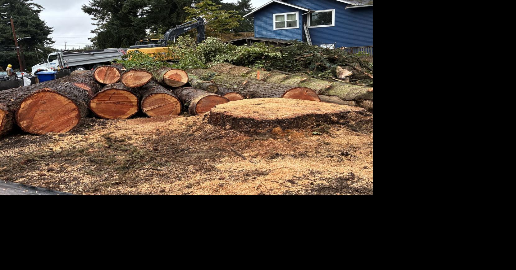 Developers’ tree-cutting pace surges under contested Seattle tree ...