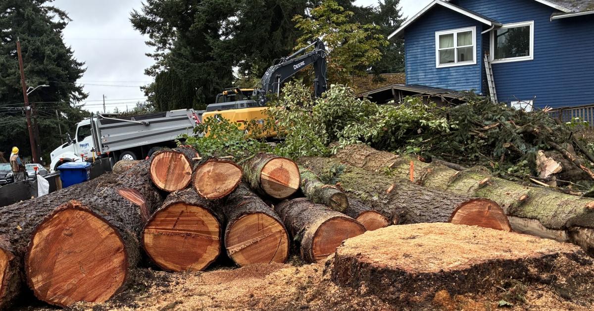 Developers’ tree-cutting pace surges under contested Seattle tree ...