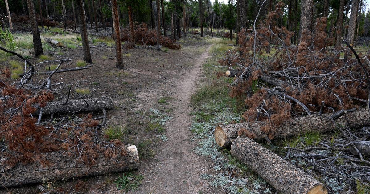 Logging practices in Colorado forests