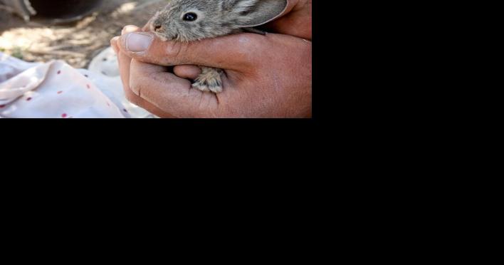 Washington Department of Fish and Wildlife to acquire 650 more acres near Mansfield for pygmy rabbits - Vimarsana News
