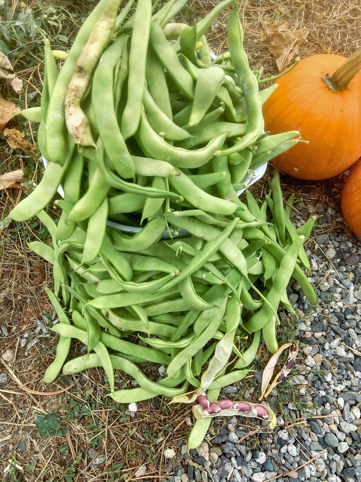 Waterville Wanderings |1500-year-old cave bean harvest | Empire Press