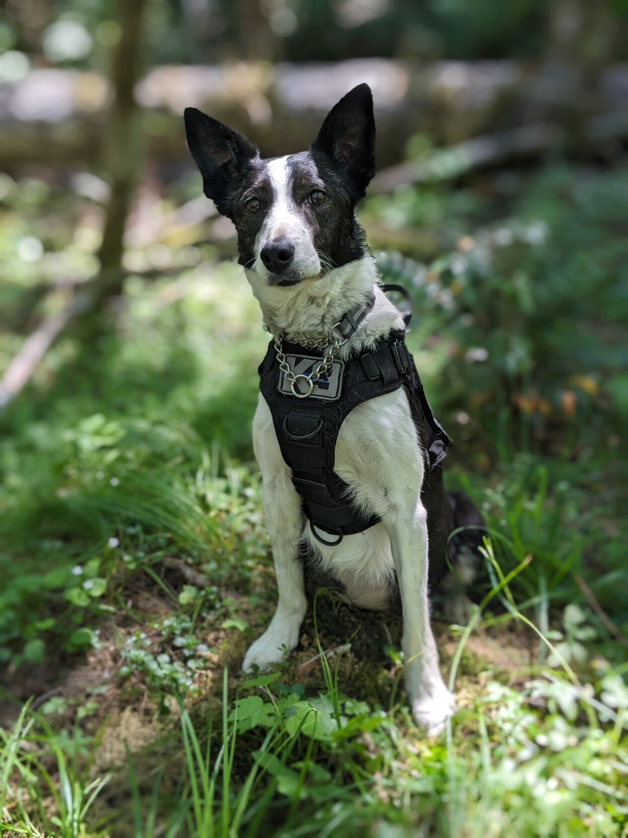 Chelan County jail K-9 dies of liver disease, fundraiser available
