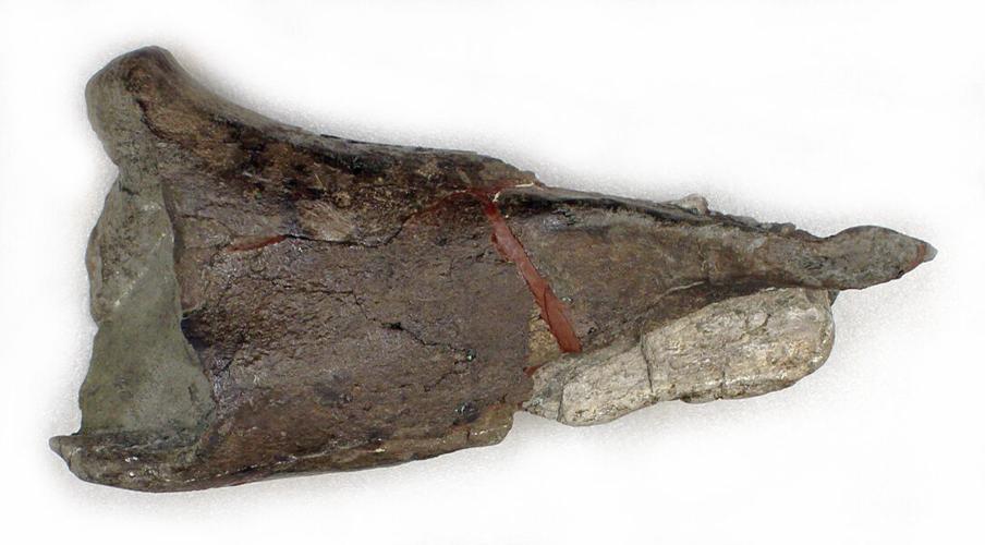 Fossil_web (1).jpg