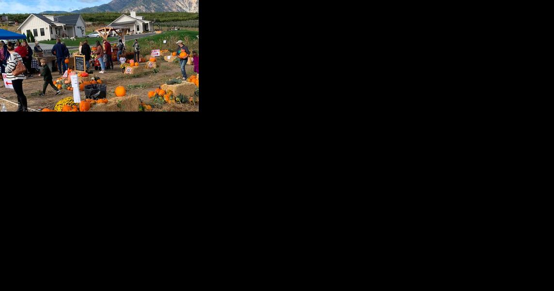 Pumpkins, flowers, apples for picking at Chelan Valley Farms - Vimarsana News