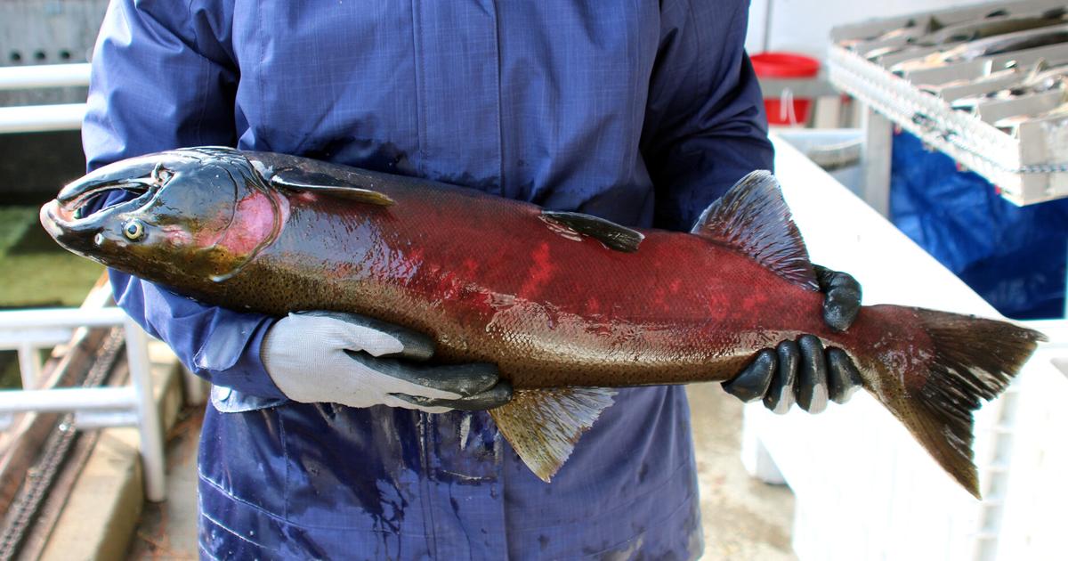 Fish Tales | Coho numbers climb thanks to partnership | News ...