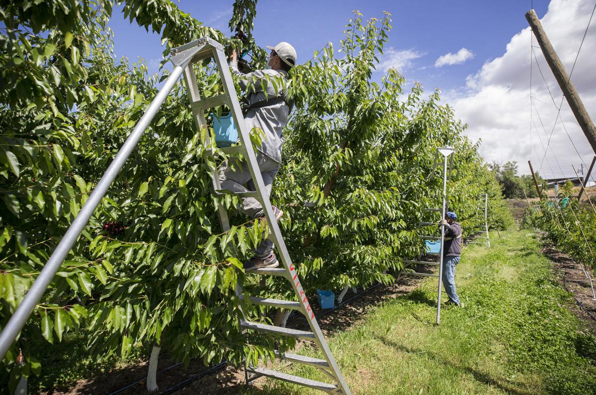 Photos Cherry harvest begins in the Wenatchee Valley Local News