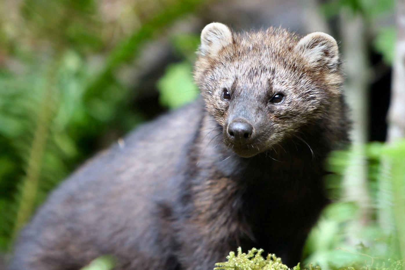 Weasel-like fishers find home in Chelan County | Local News |  