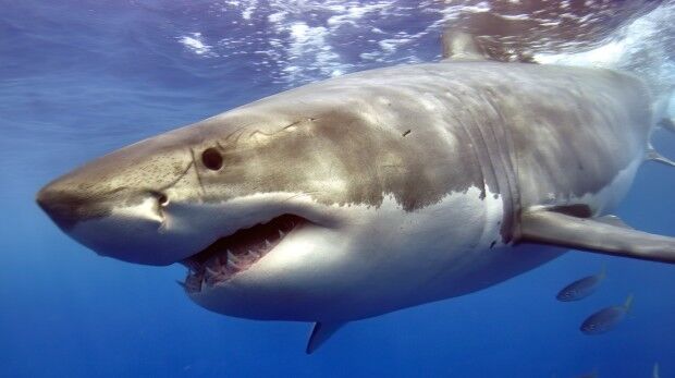 New Jersey Beaches With the Most Shark Attacks - AZ Animals