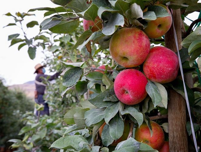China 2021 new fresh fruits red Fuji apples Manufacture and Factory