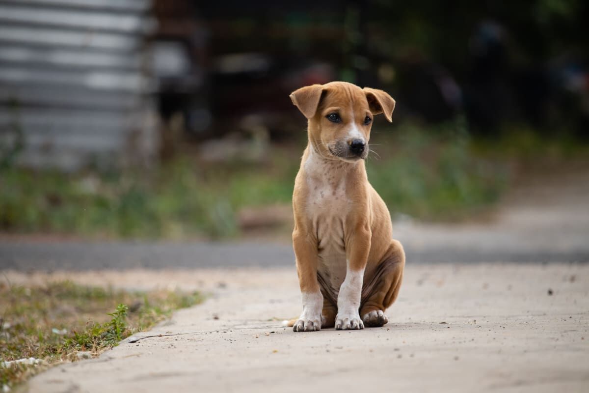 Dogs on the streets