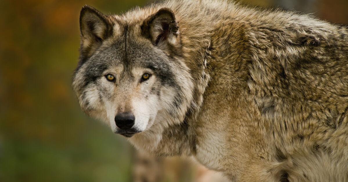 Wolves in NCW: A decades-long conflict between settlers, conservationists, WDFW - Vimarsana News