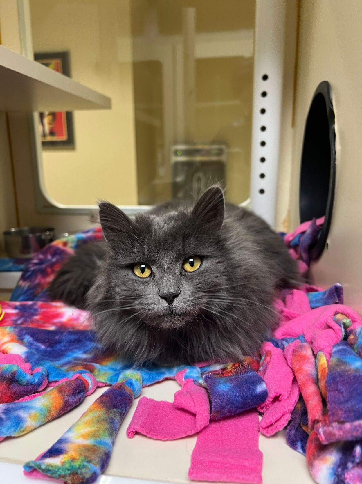 Craigslist Wenatchee Pets - plj676r