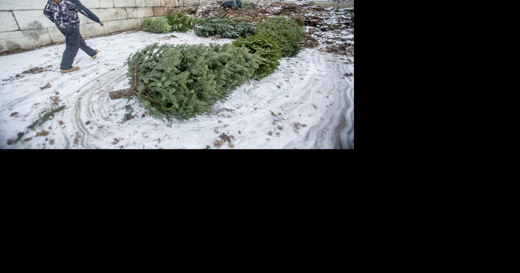 Here's where you can drop off your Christmas tree | News ...