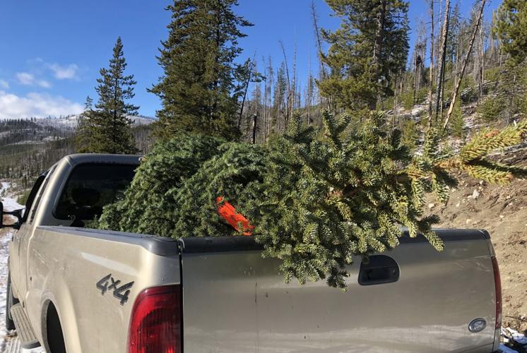 Explaining the science behind your Christmas tree News