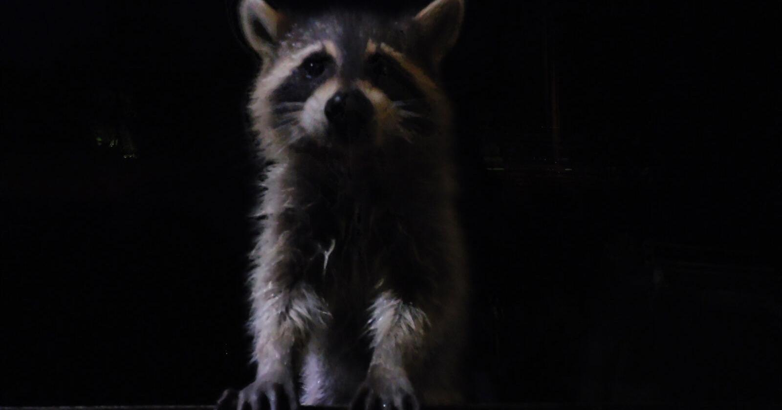 Ring has a new mission. 'Hey, there's raccoons in my backyard' | Business - Vimarsana News