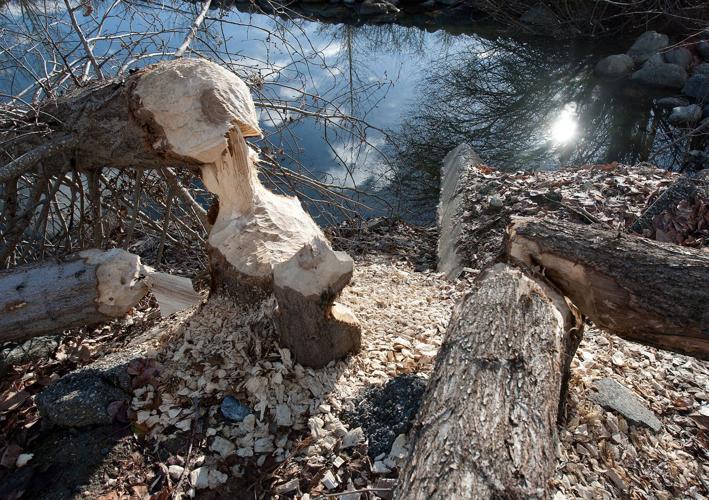 Beavers dam fish habitat, block salmon route Local News