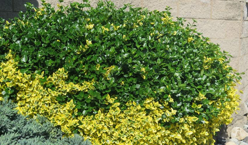 Why do some variegated plants revert to allgreen? News