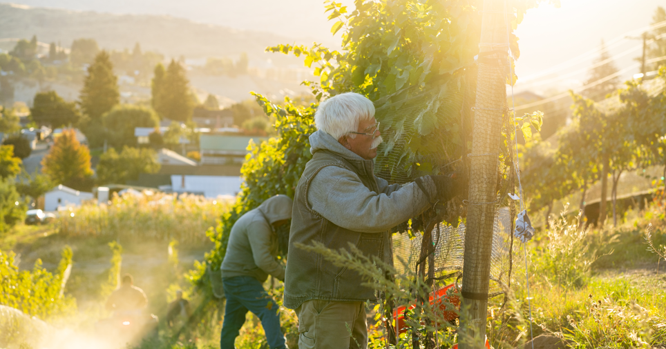 Hard Row to Hoe Vineyards earns USDA Organic certification