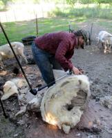 Shear pleasures: Cutting wool from sheep is an ancient trade with a new following