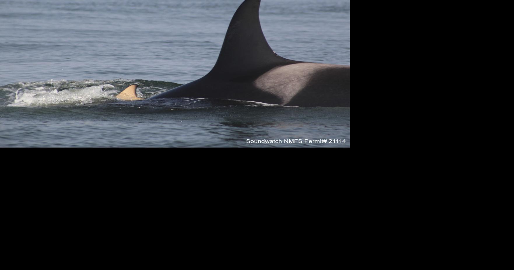 Grieving mother orca falling behind family as she carries dead calf for ...