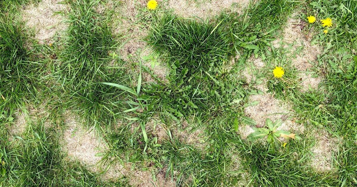 How Bad Does a Lawn Have to Look Before You Should Replace It? Lawn Pros Weigh In