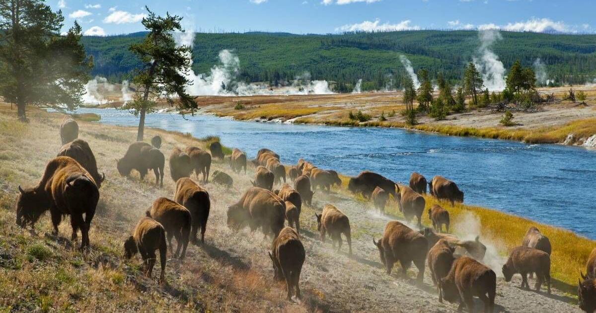 National Park visitor becomes first to get arrested for this in 2024 - Vimarsana News