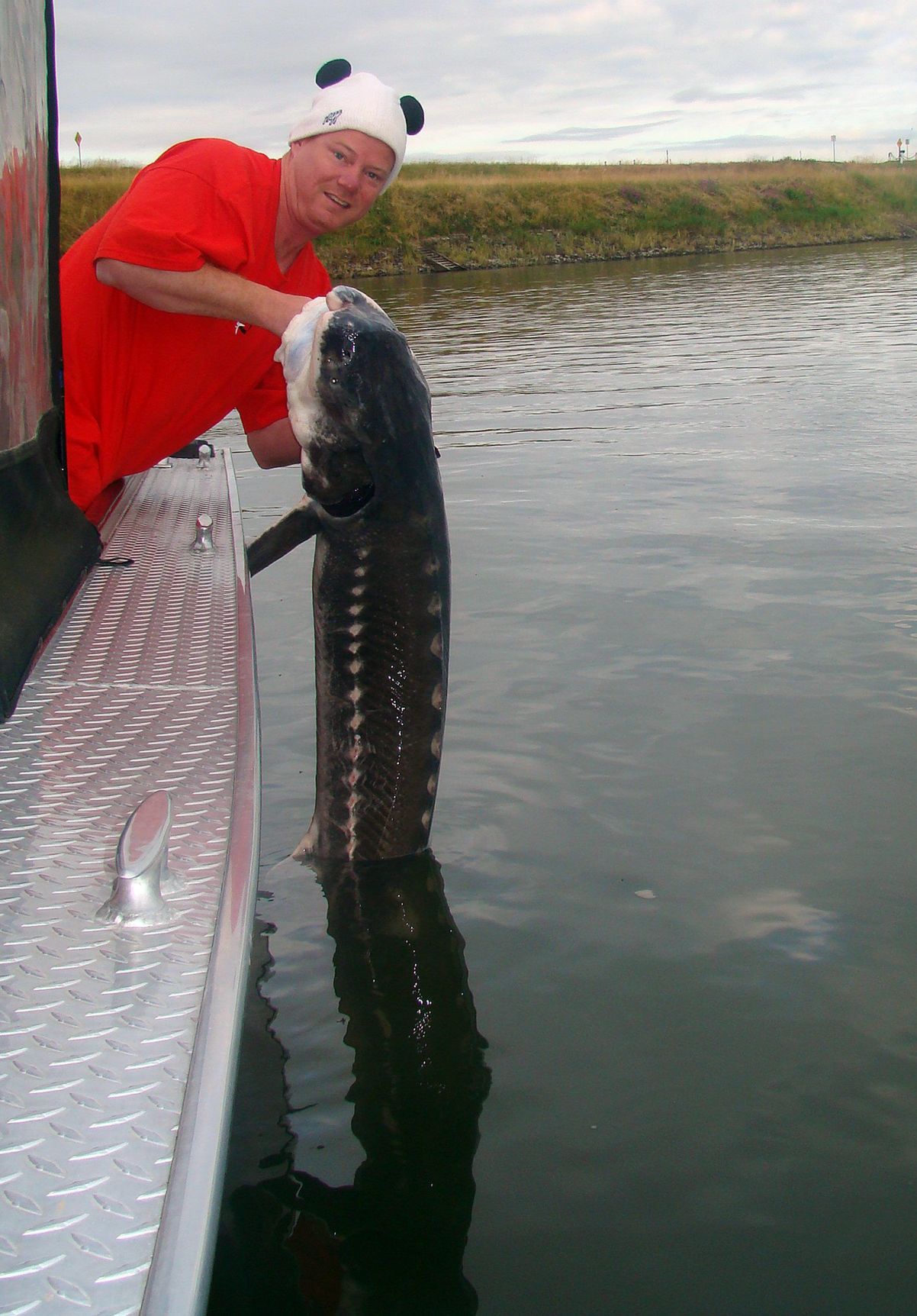 Wrangling with white sturgeon on Oregon's Columbia River | Sports
