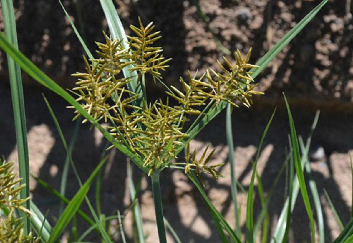 In the Garden Yellow nutsedge is one of the world’s worst weeds