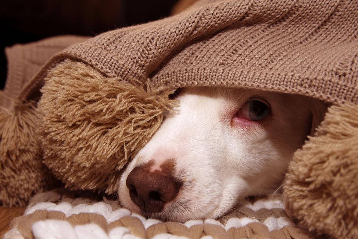 Good News No Evidence Dogs And Cats Can Get Coronavirus Health