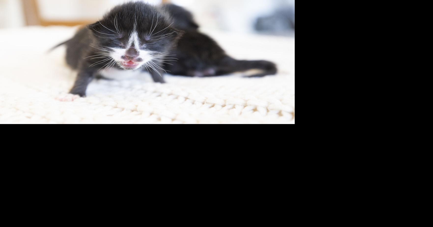 Fostering paws | What does the Wenatchee Valley Humane Society do? Advice on kittens, cats | News