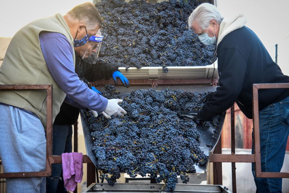 Winemakers hopeful grape crops remain undamaged by wildfire smoke | Business