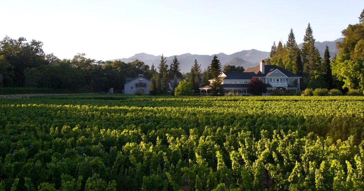 This Napa Valley Wine Company Is a Winner in the Luxury Wine Market - Vimarsana News