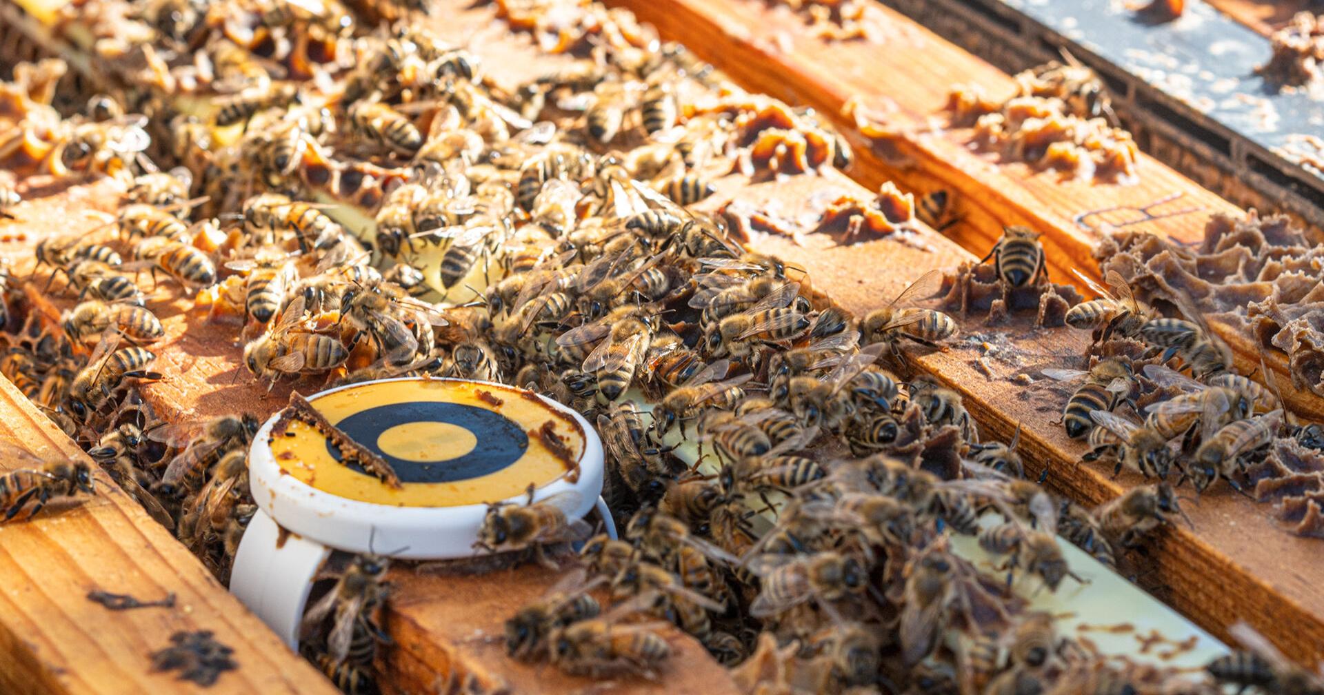 Western honey bee colonies at risk of collapse, study finds - Vimarsana News