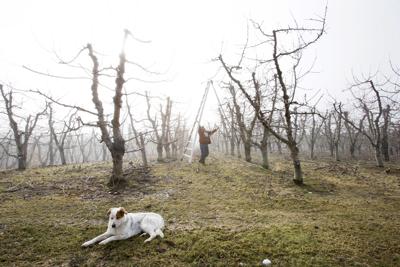 200129-newslocal-pruning 01.jpg