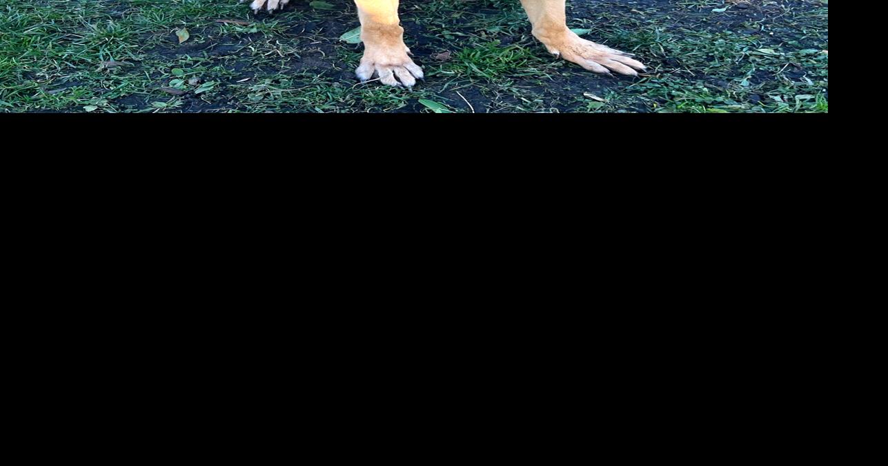 Pet of the Week | Meet Declan | News | wenatcheeworld.com