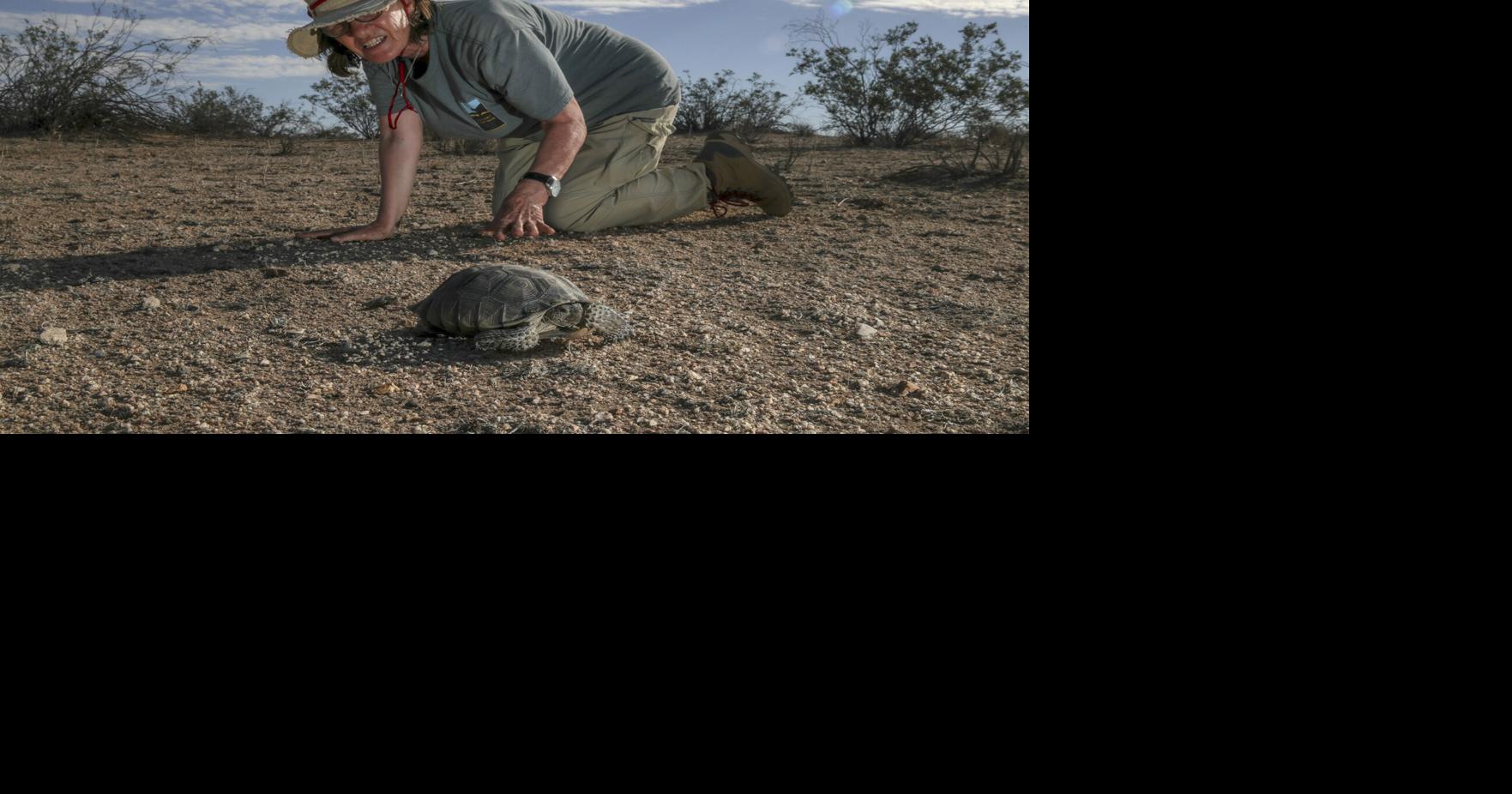 Mojave desert tortoises move toward extinction. Why saving them is so hard