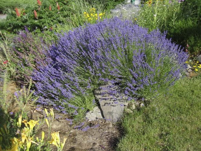 Fernleaf Lavender Plants: Tips For Growing Fernleaf Lavender In Gardens