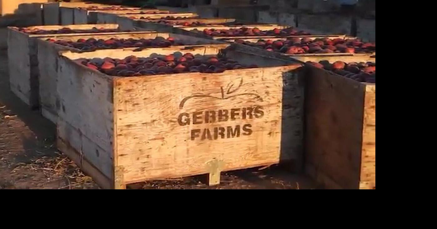 Gebbers Farms sells to Legendary Fruit amid bankruptcy