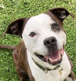 Pet of the Week